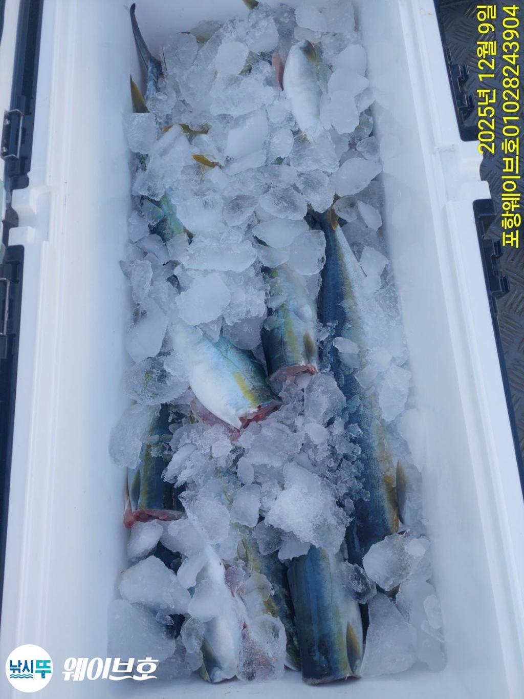 낚시뚜,방어,삼치,구룡포항,뉴웨이브호,낚시뚜7