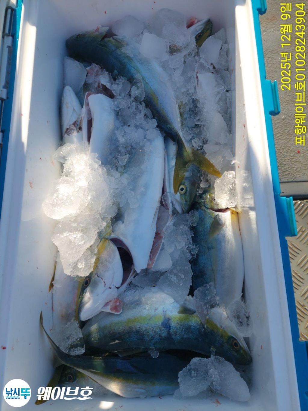 낚시뚜,방어,삼치,구룡포항,뉴웨이브호,낚시뚜6