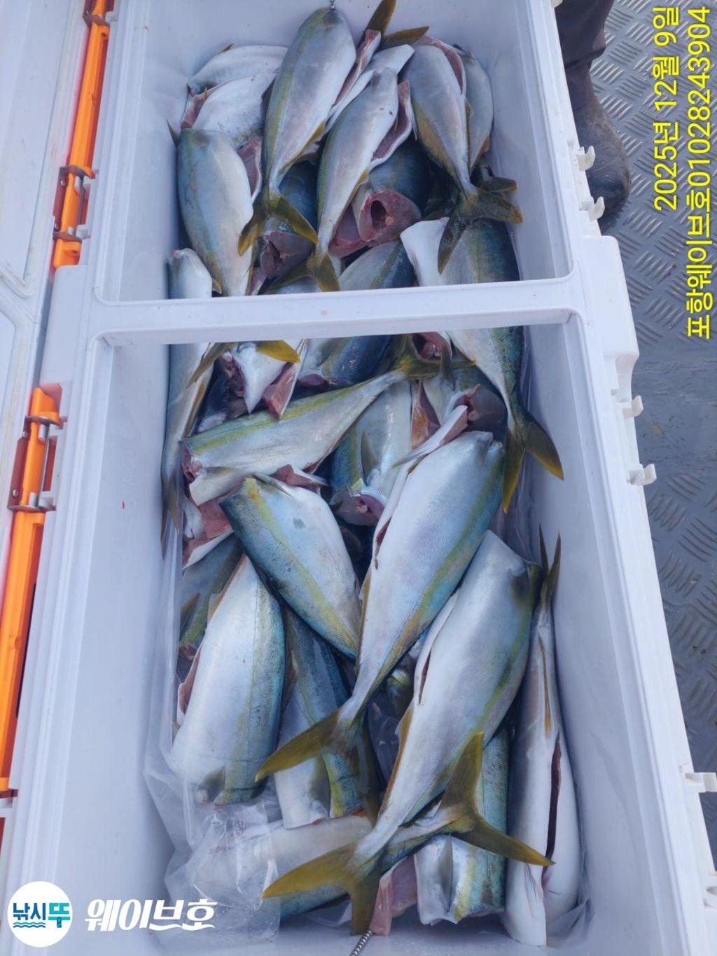 낚시뚜,방어,삼치,구룡포항,뉴웨이브호,낚시뚜5