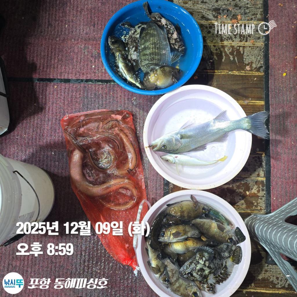 낚시뚜,감성돔,쭈꾸미,포항(운하관),포항 동해피싱호,낚시뚜16