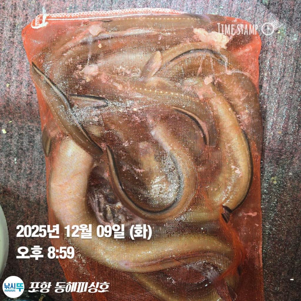 낚시뚜,감성돔,쭈꾸미,포항(운하관),포항 동해피싱호,낚시뚜15