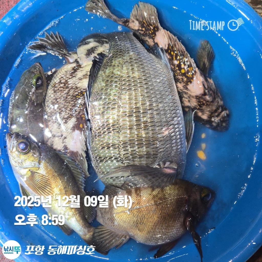 낚시뚜,감성돔,쭈꾸미,포항(운하관),포항 동해피싱호,낚시뚜14