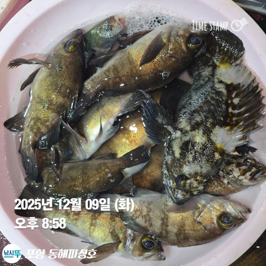 낚시뚜,감성돔,쭈꾸미,포항(운하관),포항 동해피싱호,낚시뚜13