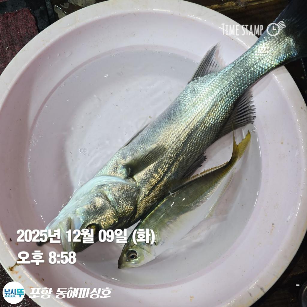 낚시뚜,감성돔,쭈꾸미,포항(운하관),포항 동해피싱호,낚시뚜12