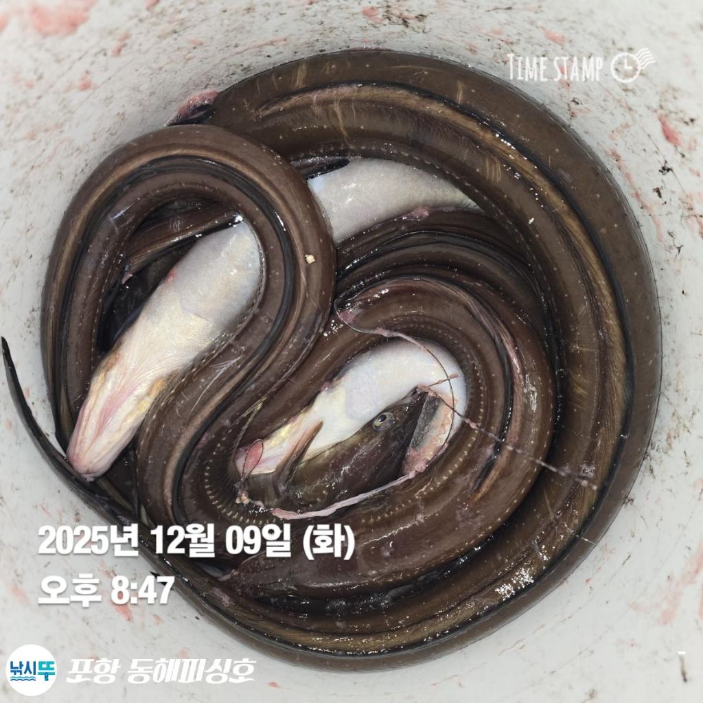 낚시뚜,감성돔,쭈꾸미,포항(운하관),포항 동해피싱호,낚시뚜11