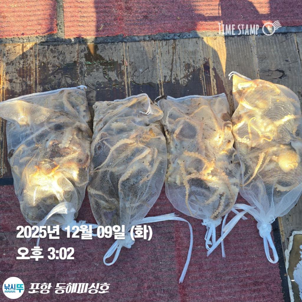 낚시뚜,감성돔,쭈꾸미,포항(운하관),포항 동해피싱호,낚시뚜6