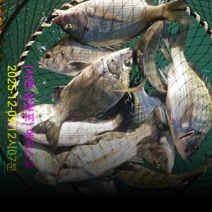 조황, 감성돔 실시간조황 