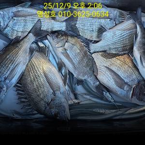 조황, 명성호 갯바위조황