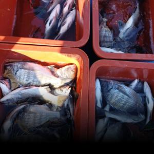 조황, 감성돔 감성돔 감성돔 조황입니다 