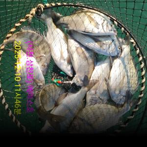 조황, 감성돔 퍽퍽퍽(실시간)