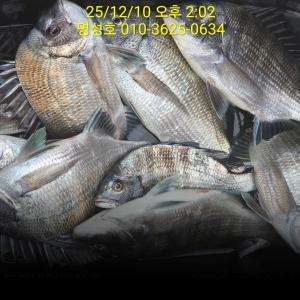 조황, 명성호 갯바위조황