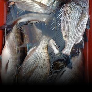 조황, 감성돔 감성돔 감성돔 