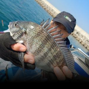 조황, 씨알좋은 감성돔 움직이기 시작하네요 