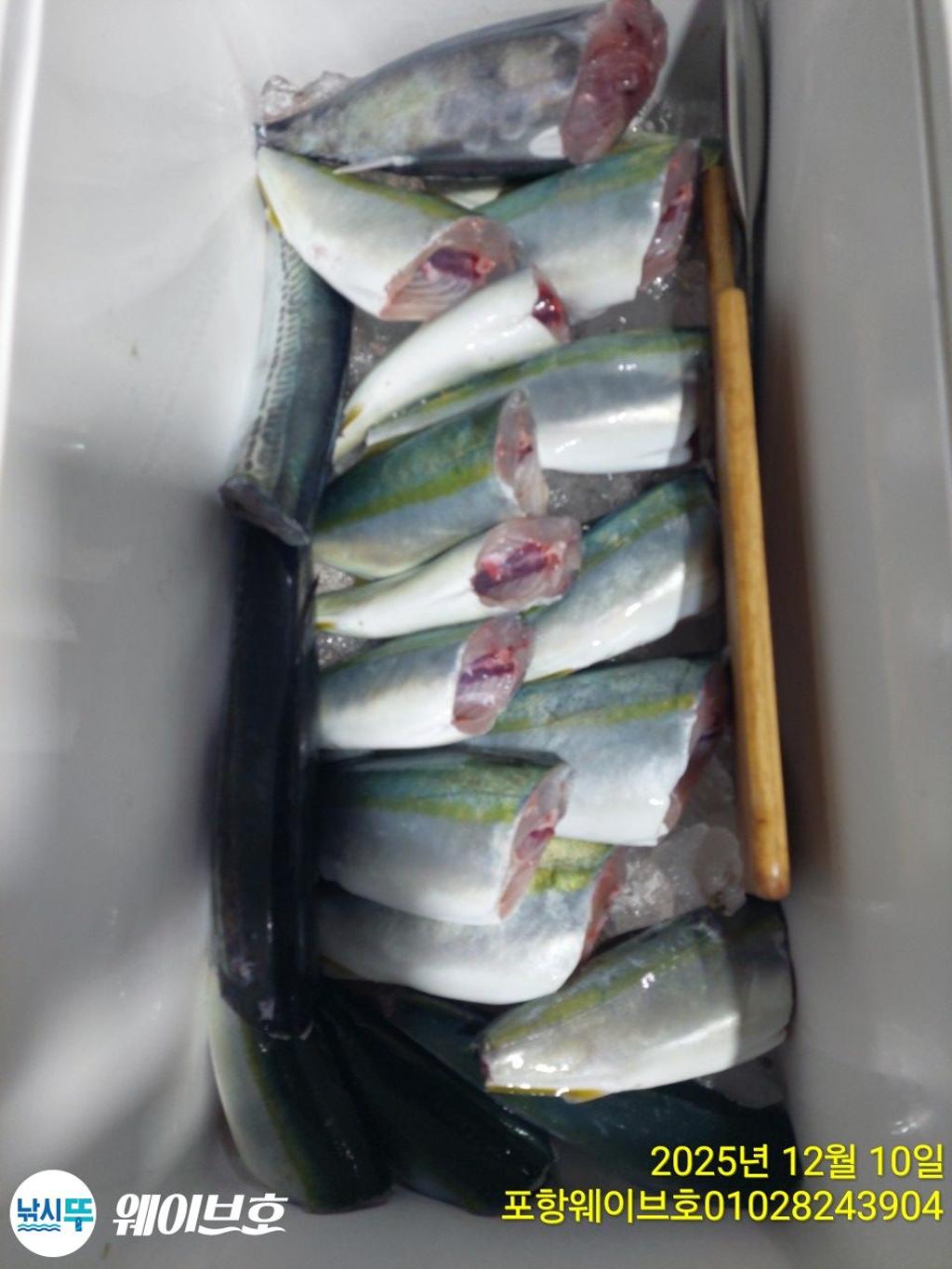 낚시뚜,방어,삼치,구룡포항,뉴웨이브호,낚시뚜22