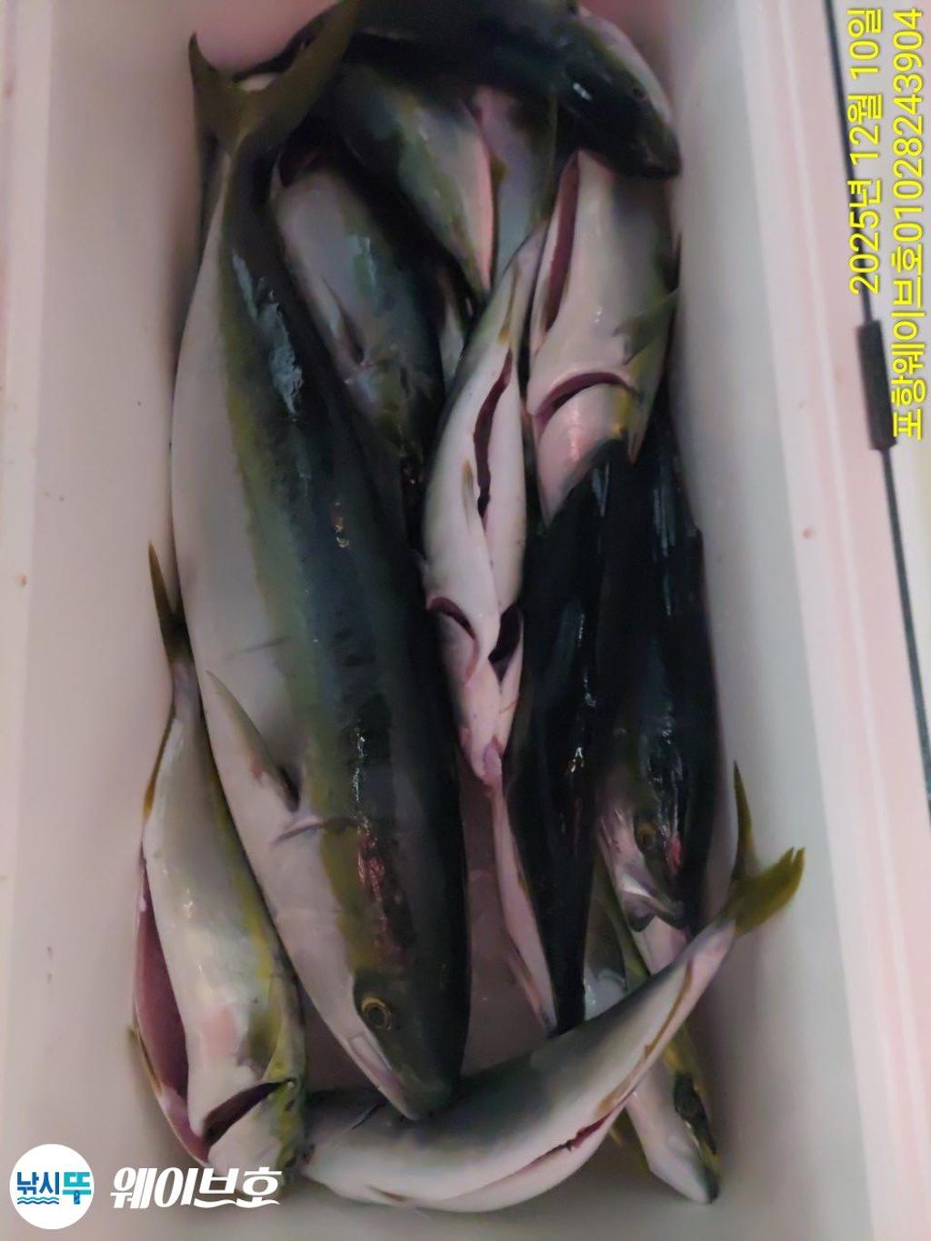 낚시뚜,방어,삼치,구룡포항,뉴웨이브호,낚시뚜21