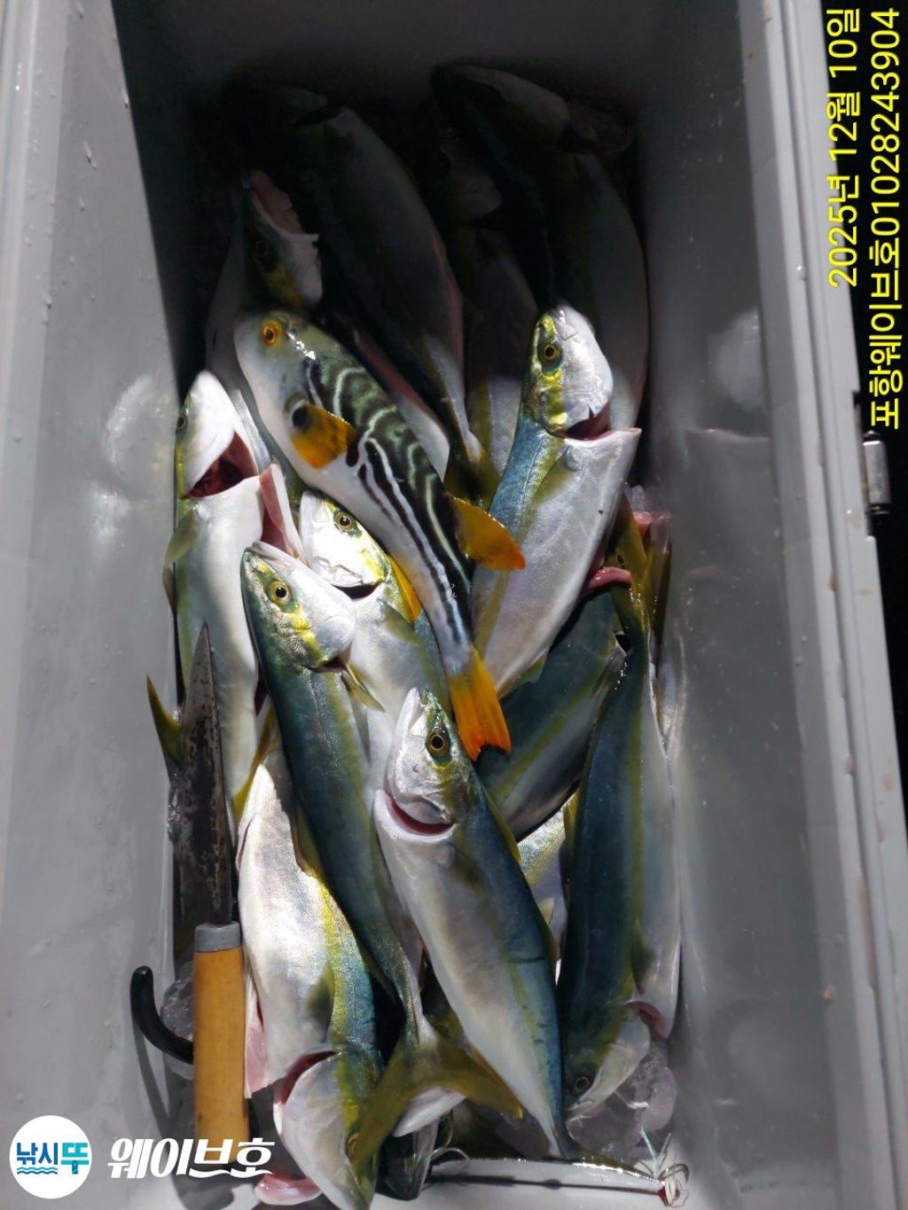 낚시뚜,방어,삼치,구룡포항,뉴웨이브호,낚시뚜20