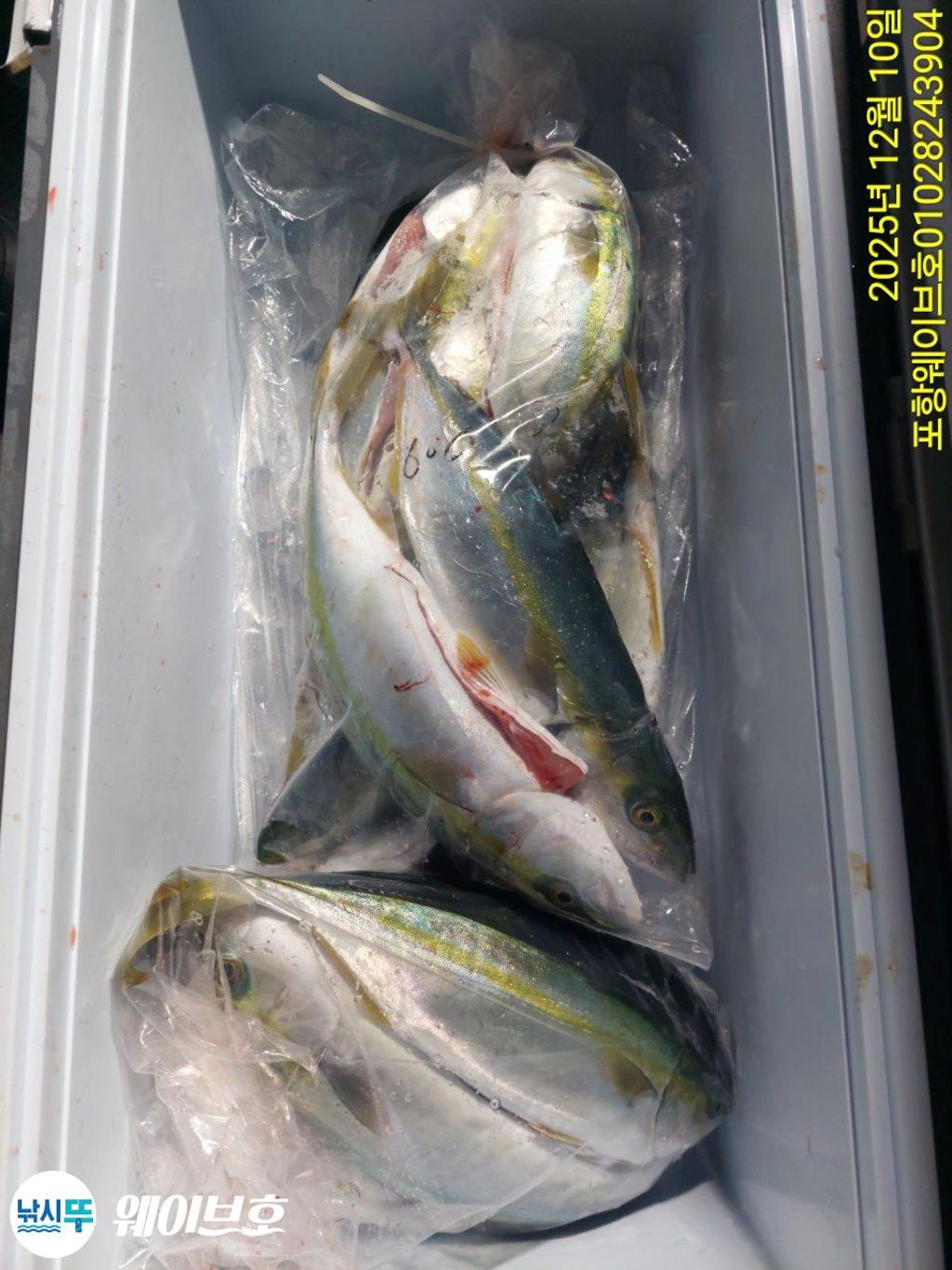 낚시뚜,방어,삼치,구룡포항,뉴웨이브호,낚시뚜19