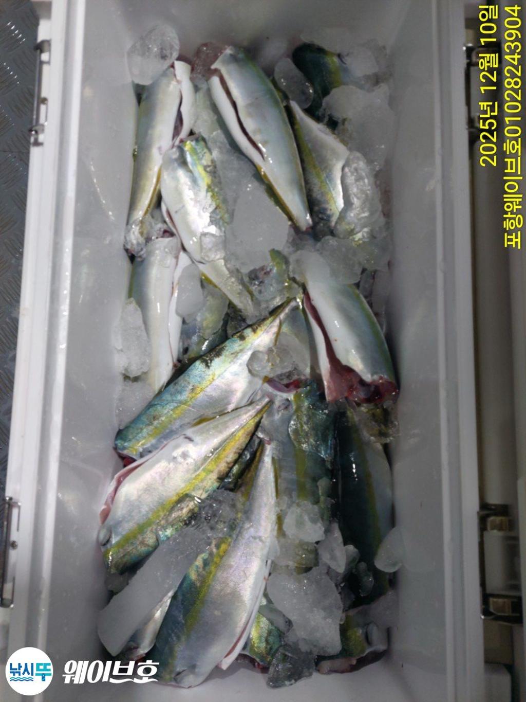 낚시뚜,방어,삼치,구룡포항,뉴웨이브호,낚시뚜18