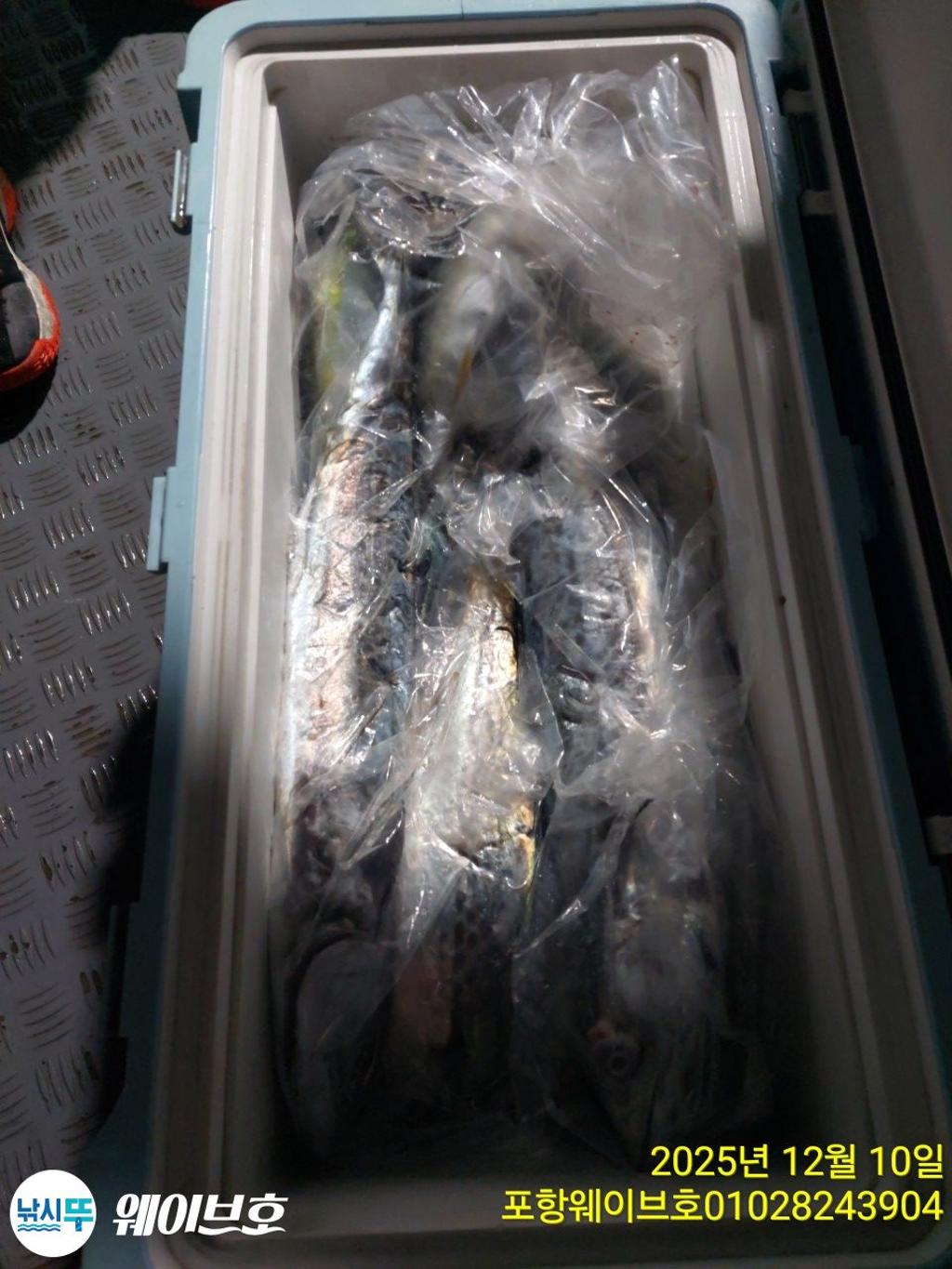 낚시뚜,방어,삼치,구룡포항,뉴웨이브호,낚시뚜17