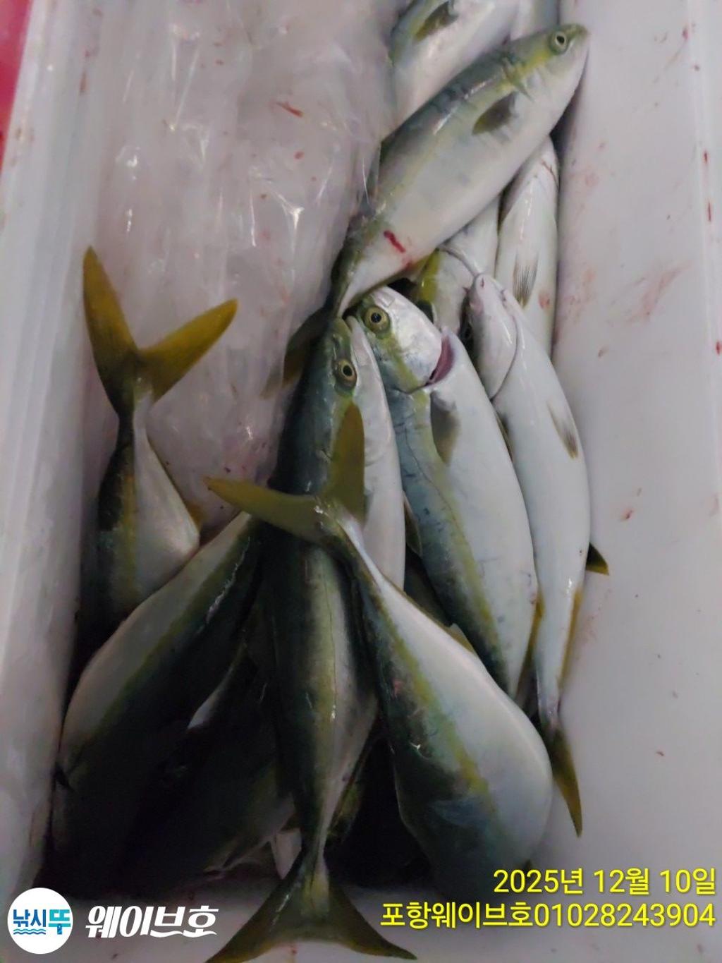 낚시뚜,방어,삼치,구룡포항,뉴웨이브호,낚시뚜16