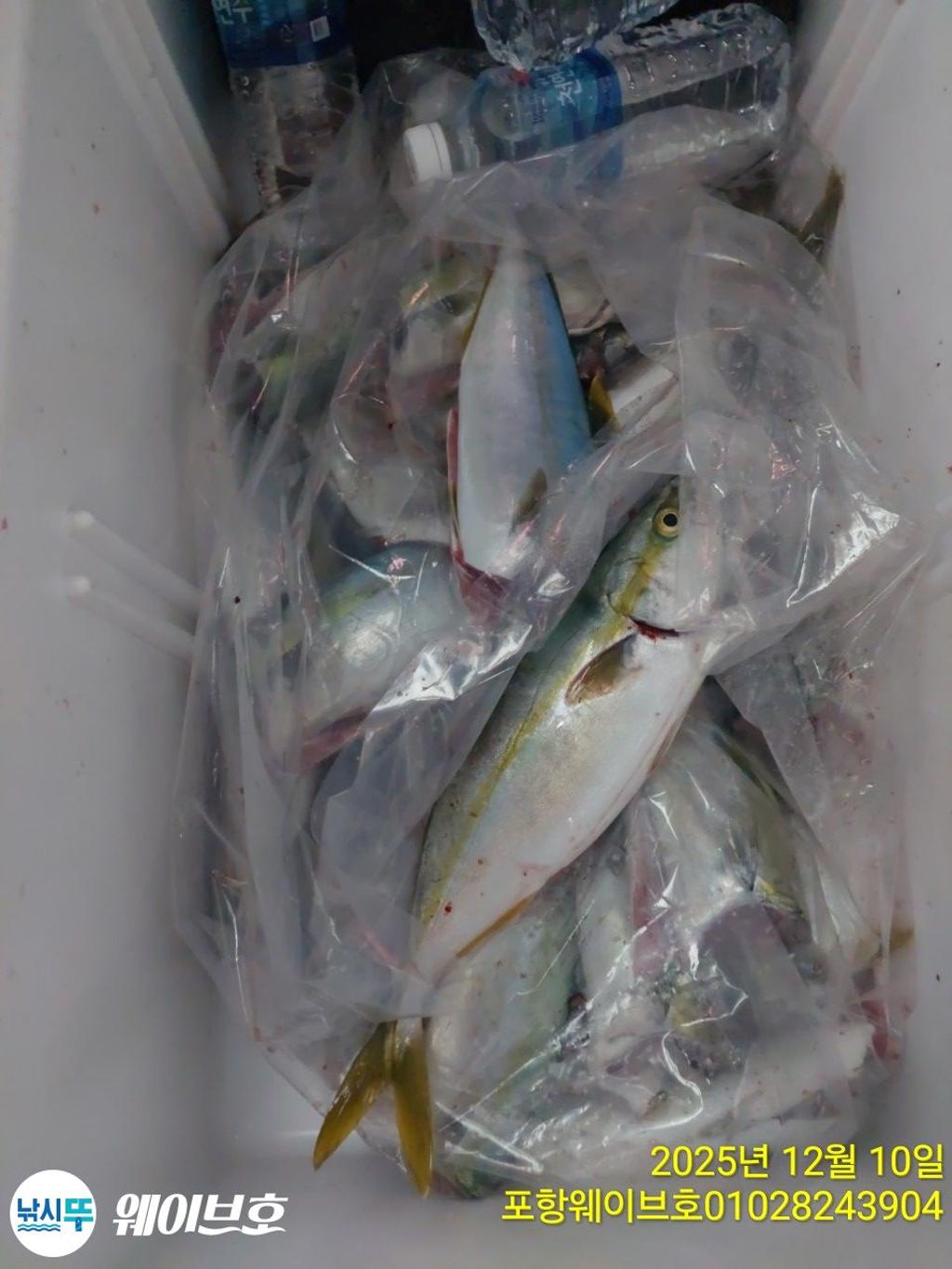 낚시뚜,방어,삼치,구룡포항,뉴웨이브호,낚시뚜15