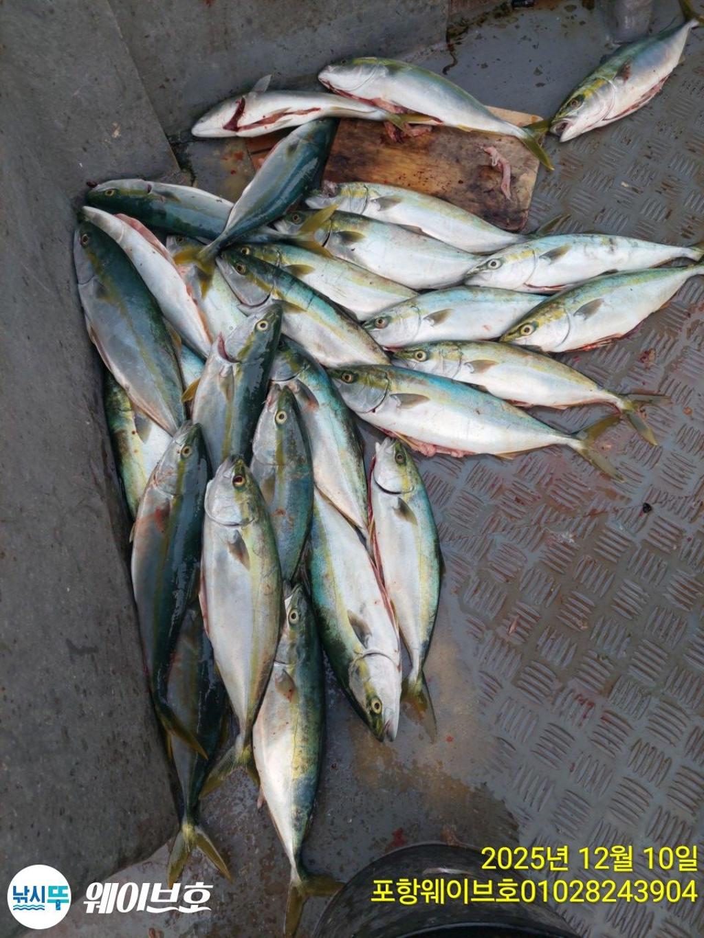 낚시뚜,방어,삼치,구룡포항,뉴웨이브호,낚시뚜14