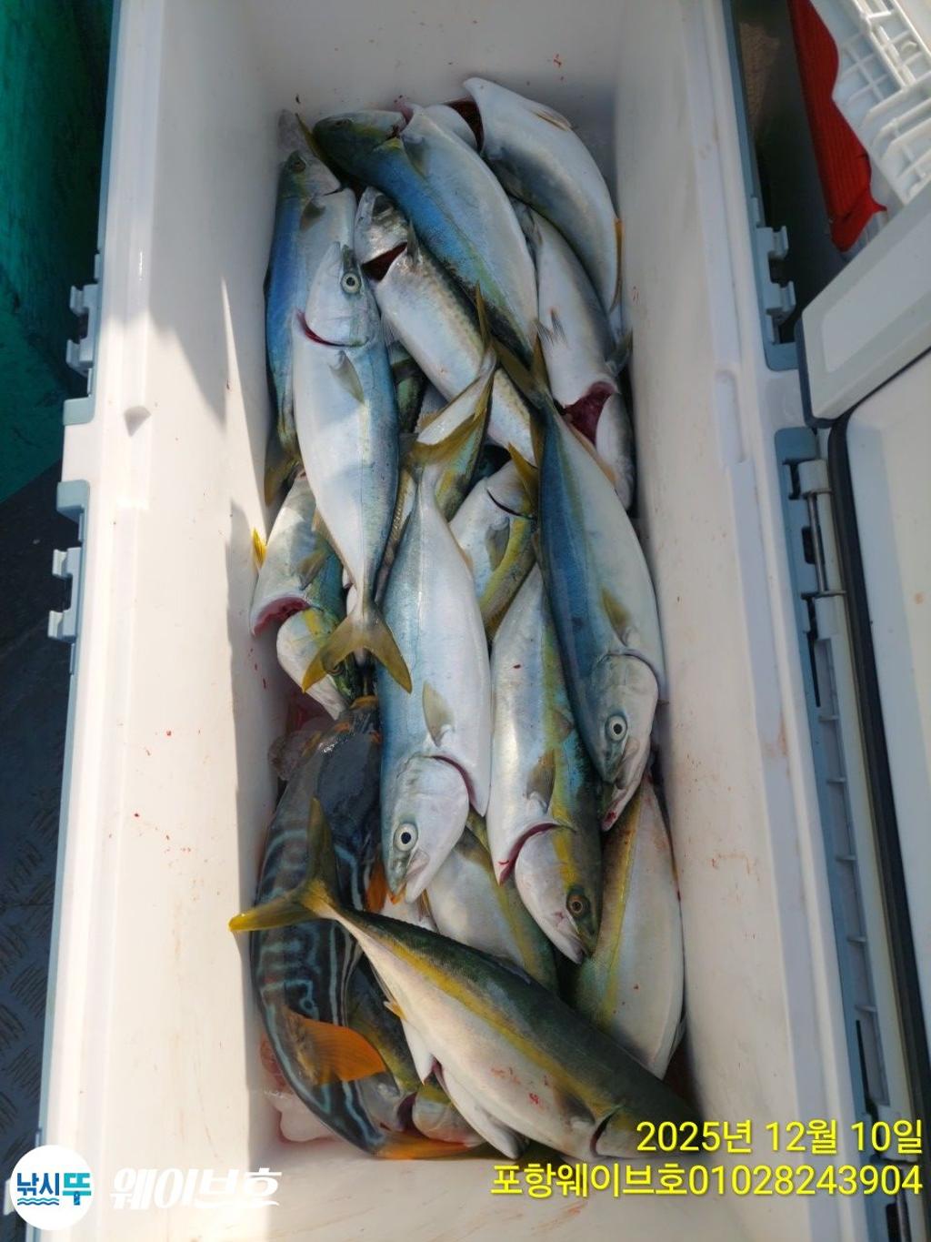 낚시뚜,방어,삼치,구룡포항,뉴웨이브호,낚시뚜13