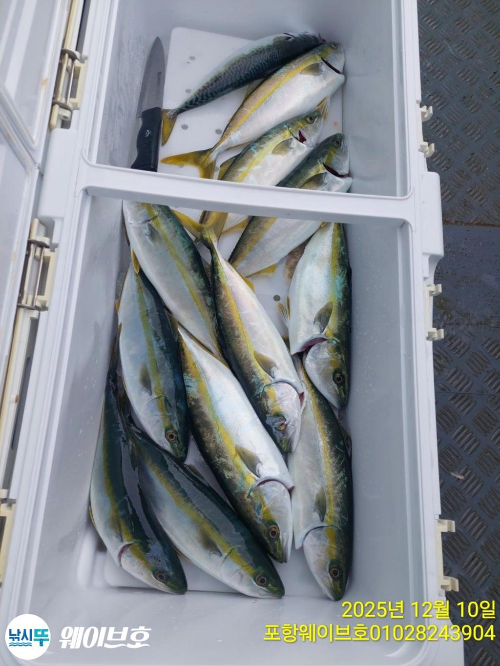 낚시뚜,방어,삼치,구룡포항,뉴웨이브호,낚시뚜12