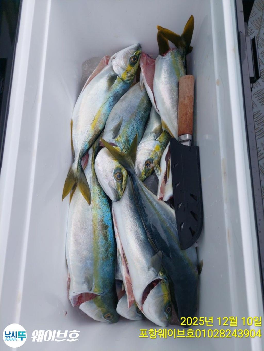 낚시뚜,방어,삼치,구룡포항,뉴웨이브호,낚시뚜11