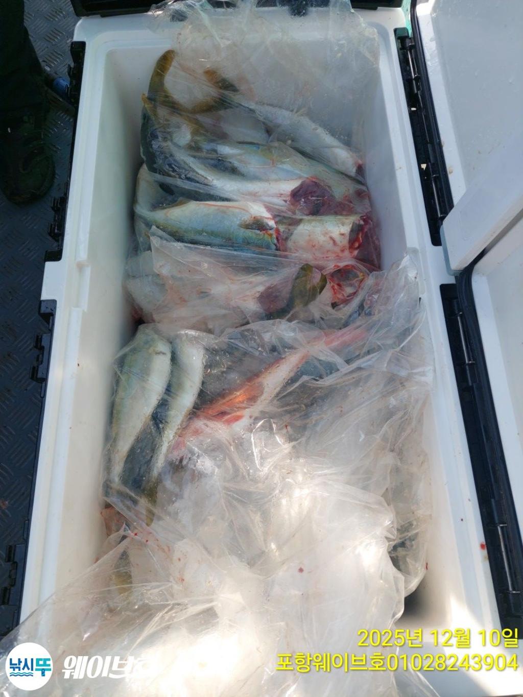 낚시뚜,방어,삼치,구룡포항,뉴웨이브호,낚시뚜10