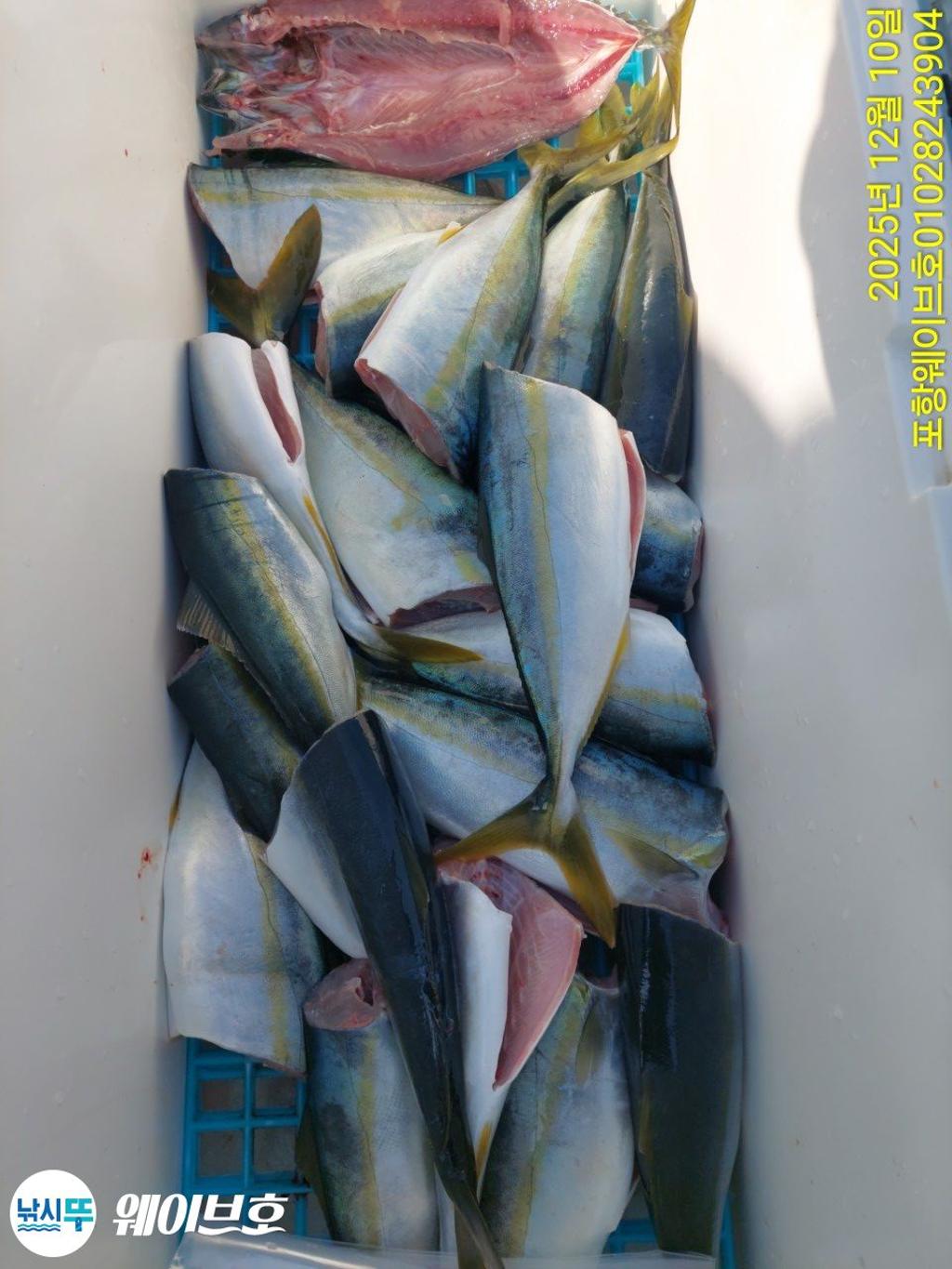 낚시뚜,방어,삼치,구룡포항,뉴웨이브호,낚시뚜8