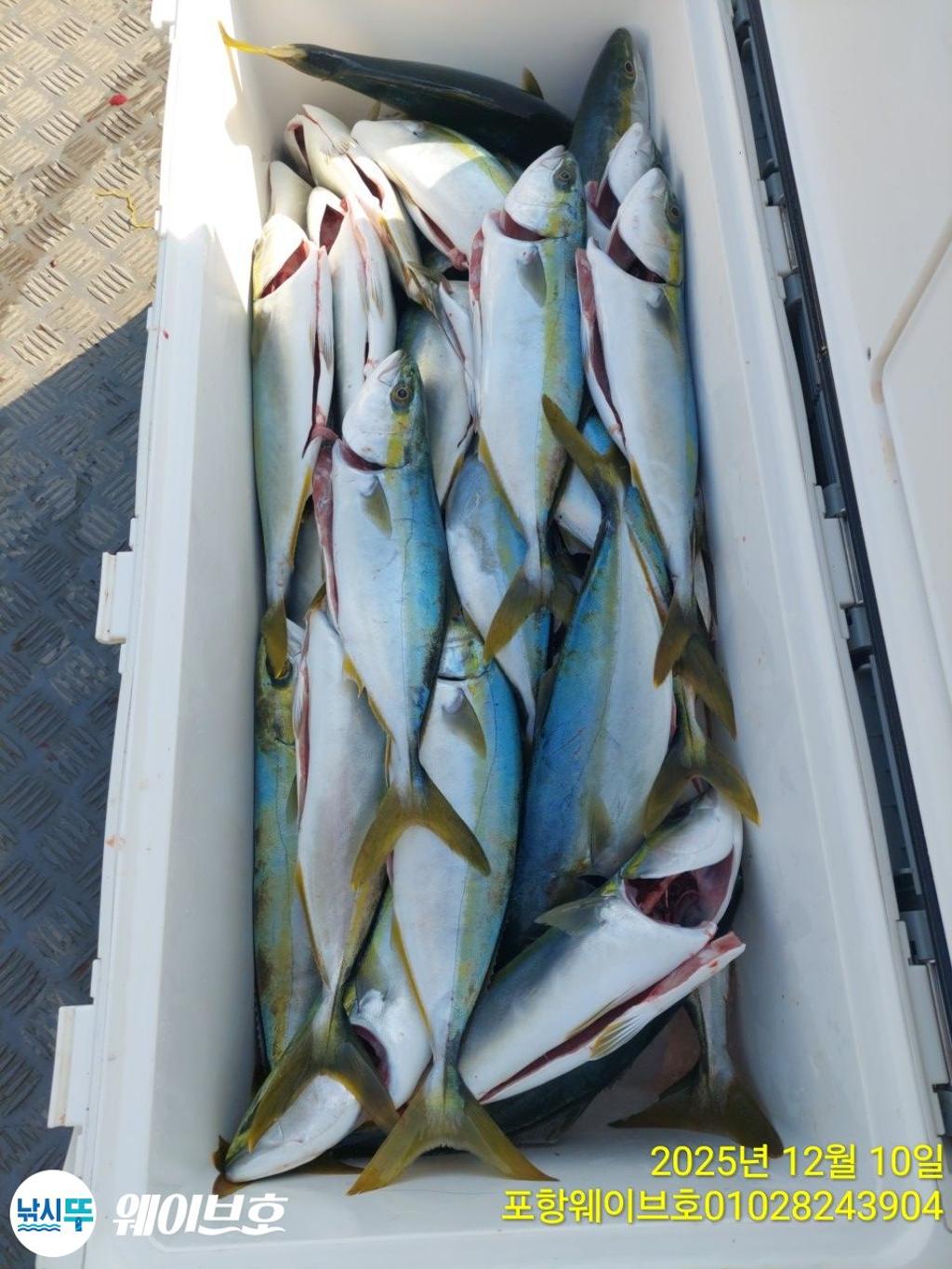 낚시뚜,방어,삼치,구룡포항,뉴웨이브호,낚시뚜7