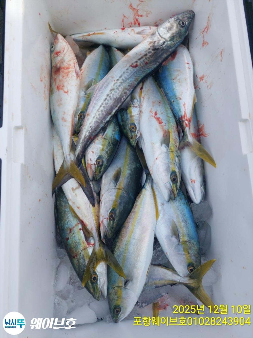 낚시뚜,방어,삼치,구룡포항,뉴웨이브호,낚시뚜6