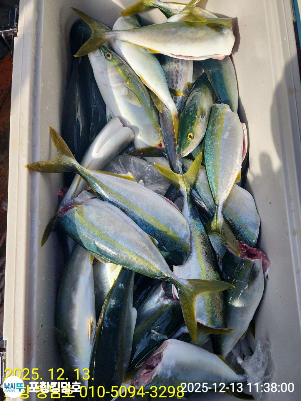 낚시뚜,방어,삼치,영일만항,포항 킹덤호,낚시뚜29