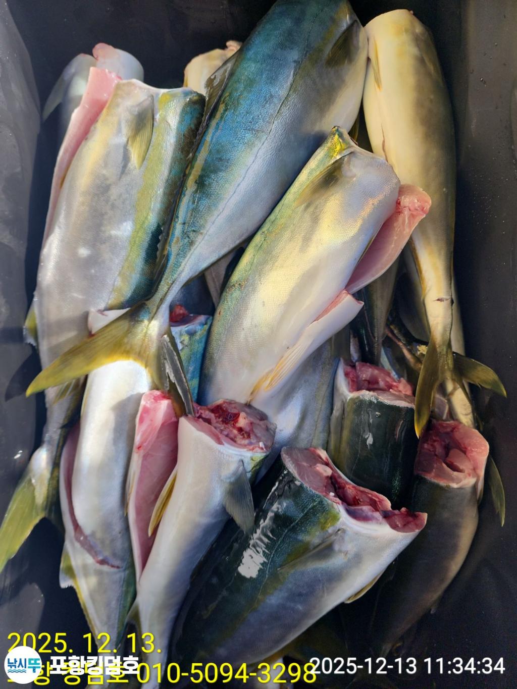 낚시뚜,방어,삼치,영일만항,포항 킹덤호,낚시뚜25