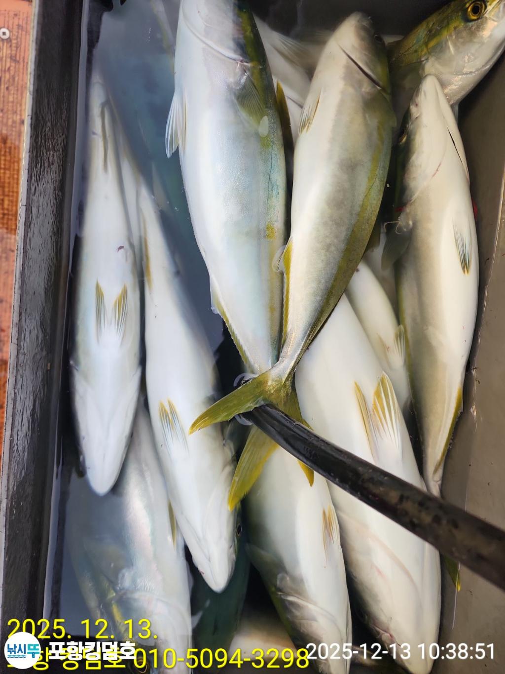 낚시뚜,방어,삼치,영일만항,포항 킹덤호,낚시뚜19