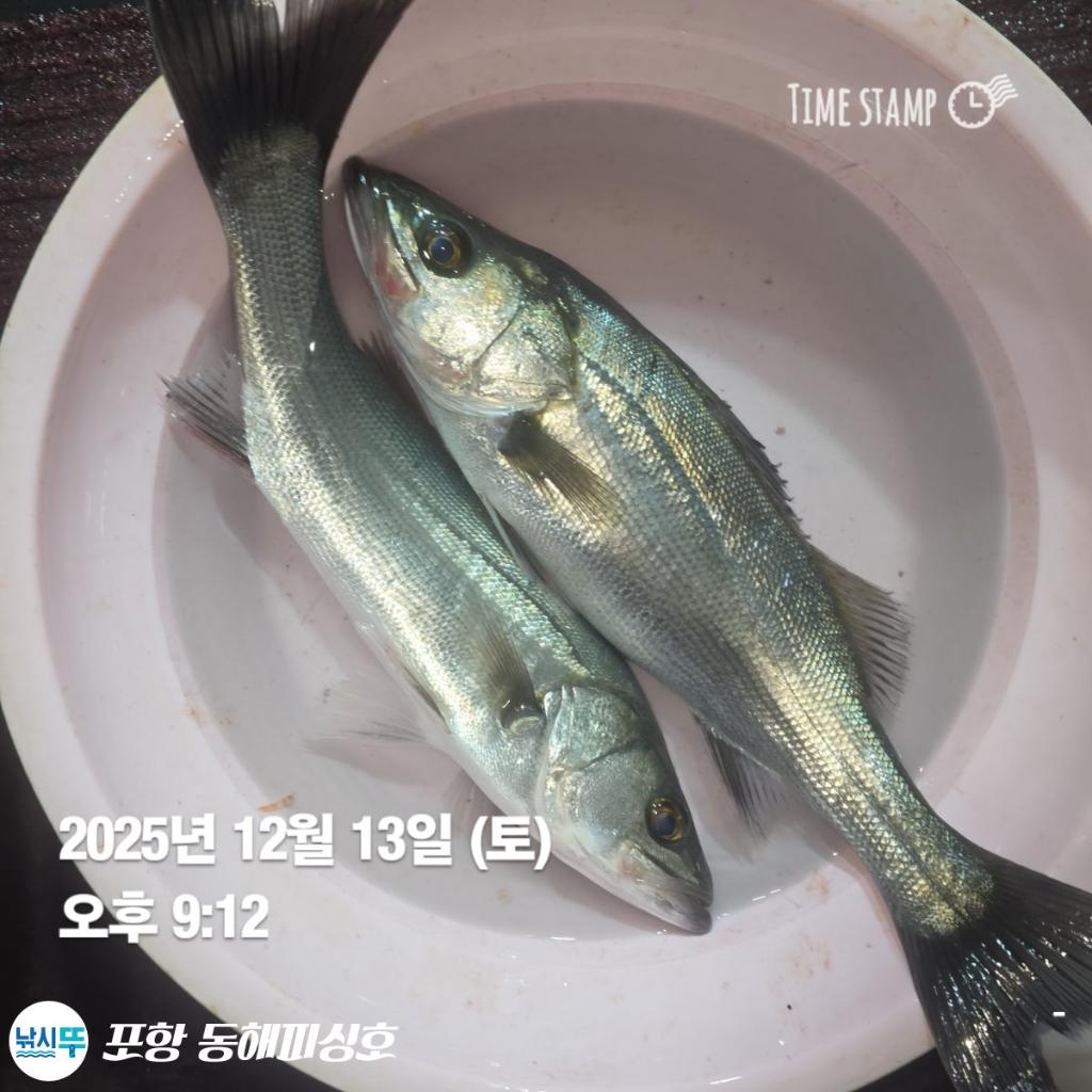 낚시뚜,감성돔,쭈꾸미,포항(운하관),포항 동해피싱호,낚시뚜9