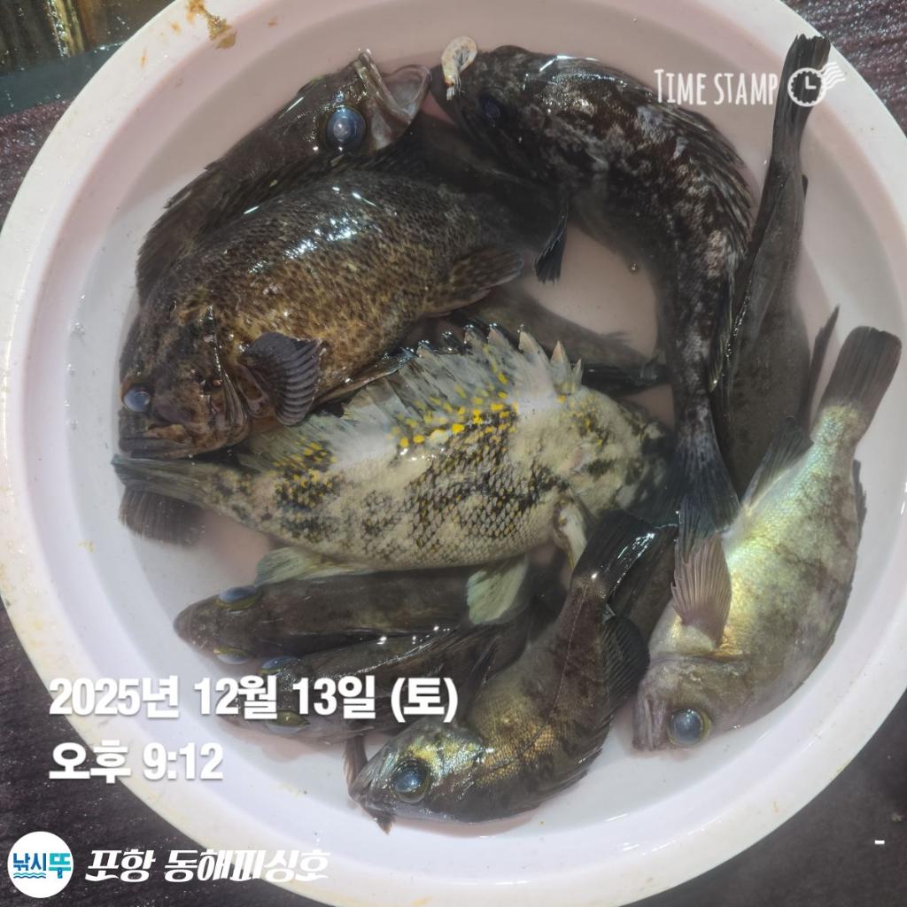 낚시뚜,감성돔,쭈꾸미,포항(운하관),포항 동해피싱호,낚시뚜8