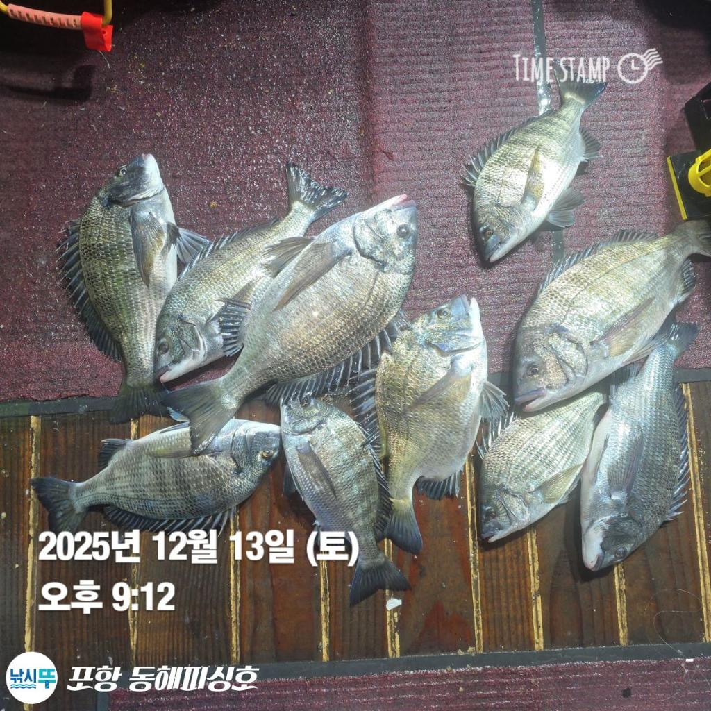 낚시뚜,감성돔,쭈꾸미,포항(운하관),포항 동해피싱호,낚시뚜7