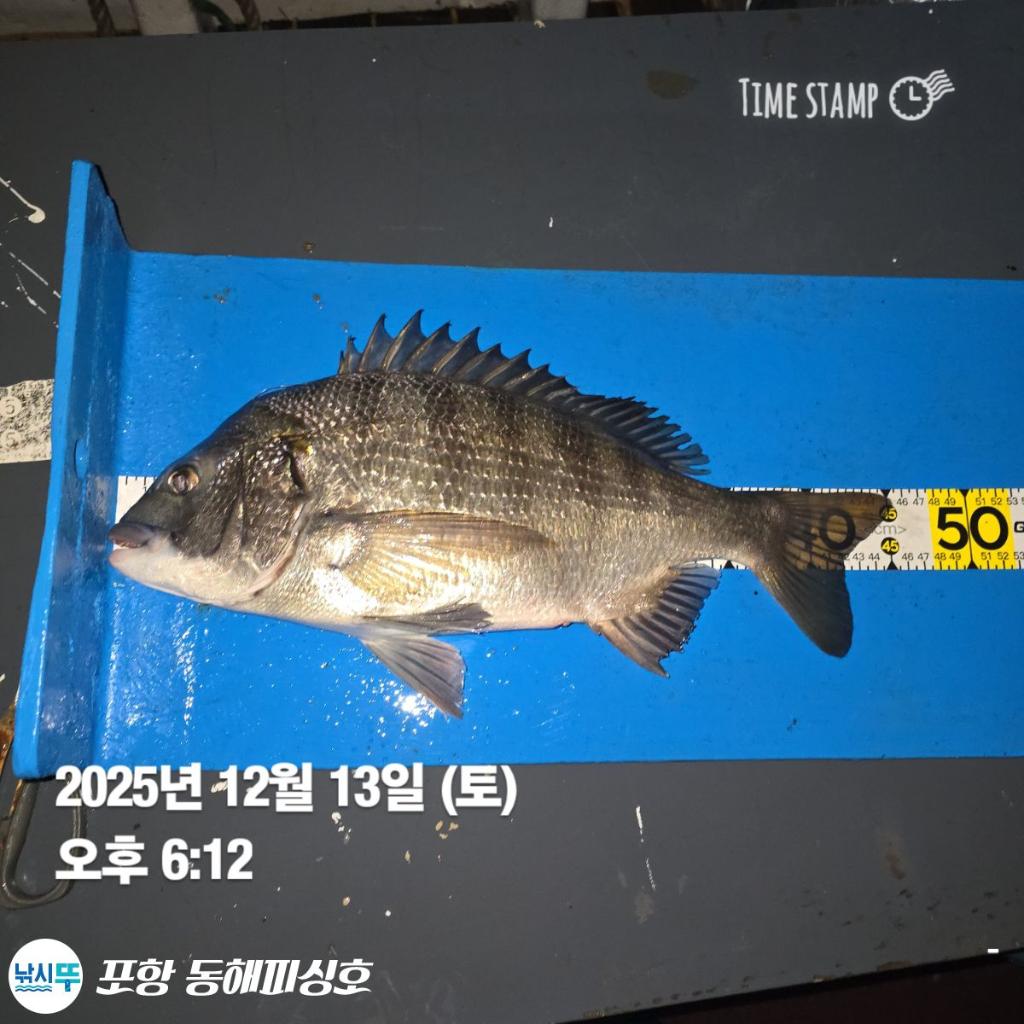 낚시뚜,감성돔,쭈꾸미,포항(운하관),포항 동해피싱호,낚시뚜5