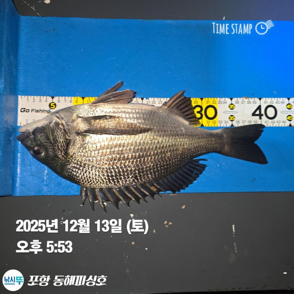낚시뚜,감성돔,쭈꾸미,포항(운하관),포항 동해피싱호,낚시뚜3