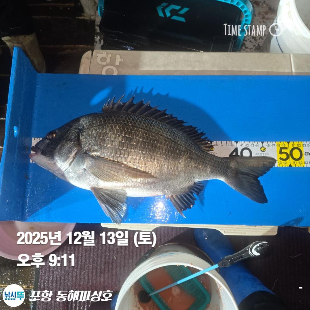 낚시뚜,감성돔,쭈꾸미,포항(운하관),포항 동해피싱호,낚시뚜1