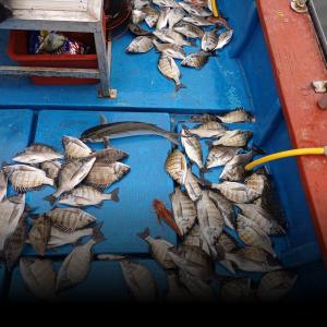 조황, 감성돔 타작~~내일 자리여유 