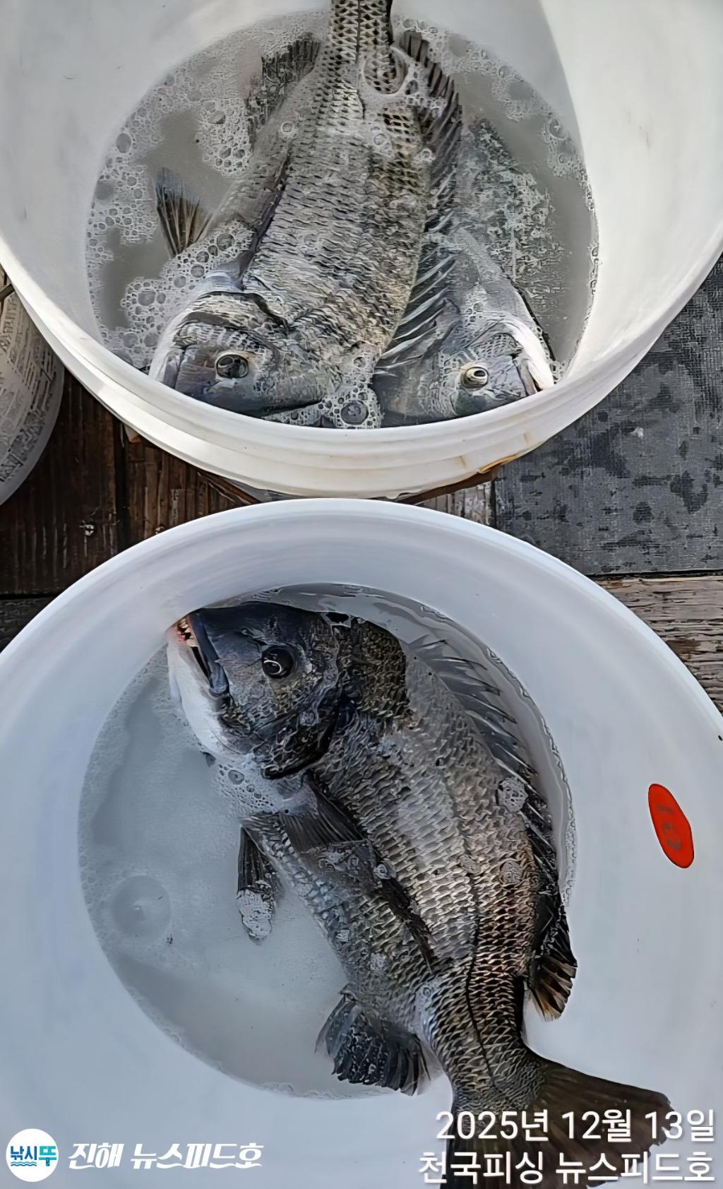 낚시뚜,,진해행암항,진해 뉴스피드호,낚시뚜19