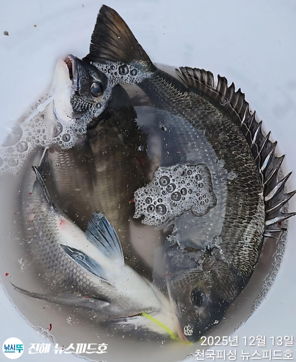 낚시뚜,,진해행암항,진해 뉴스피드호,낚시뚜17