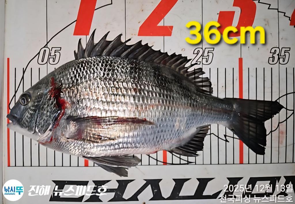 낚시뚜,,진해행암항,진해 뉴스피드호,낚시뚜12