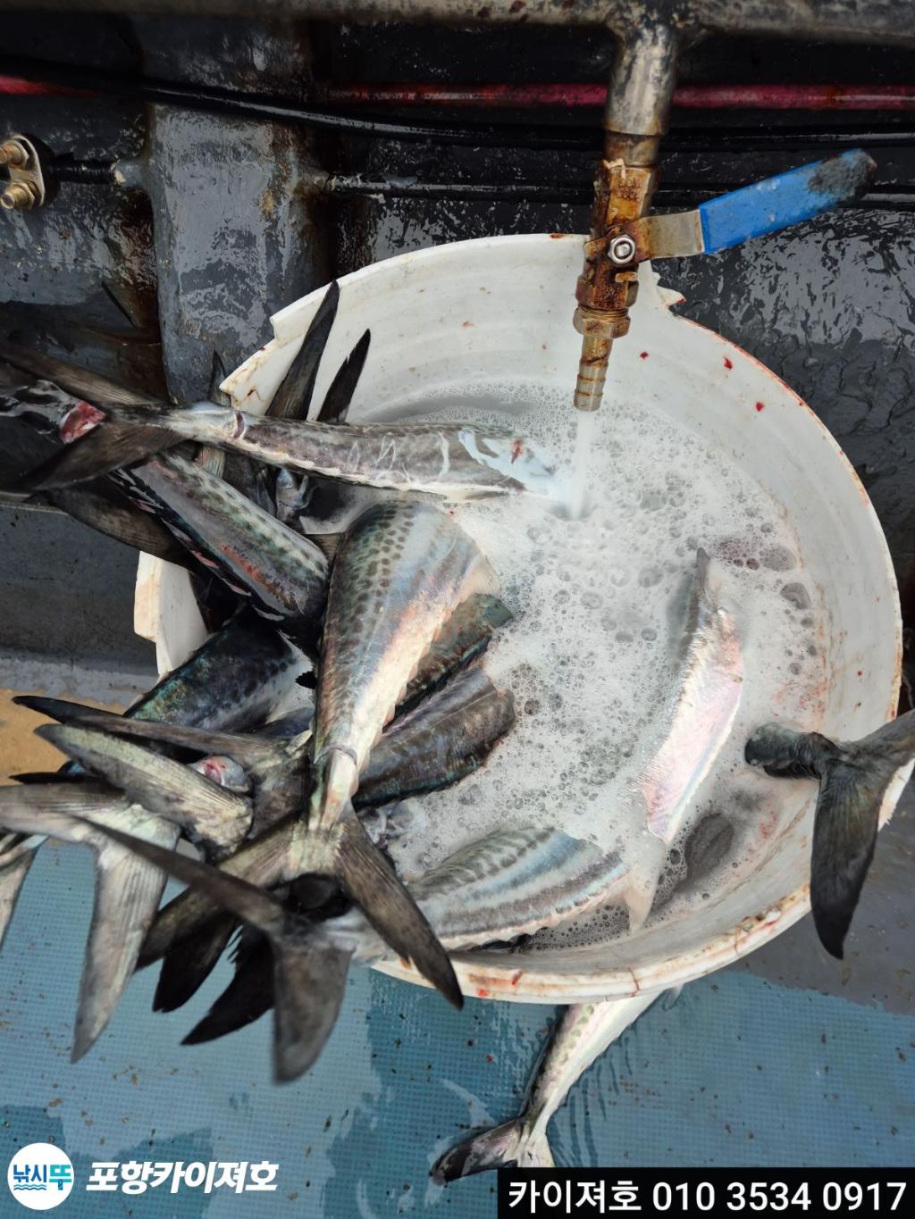 낚시뚜,기타 (직접입력),영일만항,포항카이져호,낚시뚜19