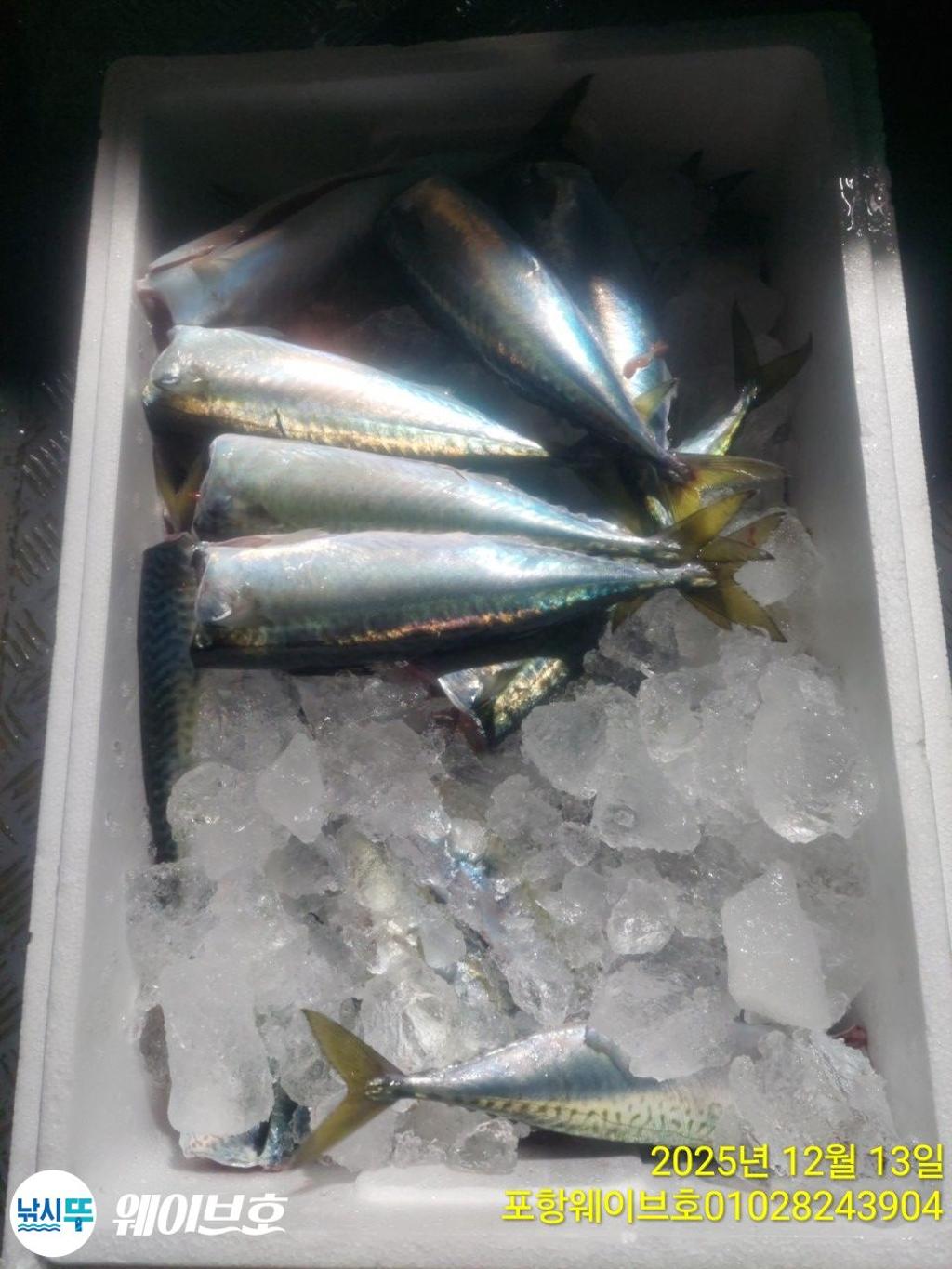 낚시뚜,방어,삼치,구룡포항,뉴웨이브호,낚시뚜15