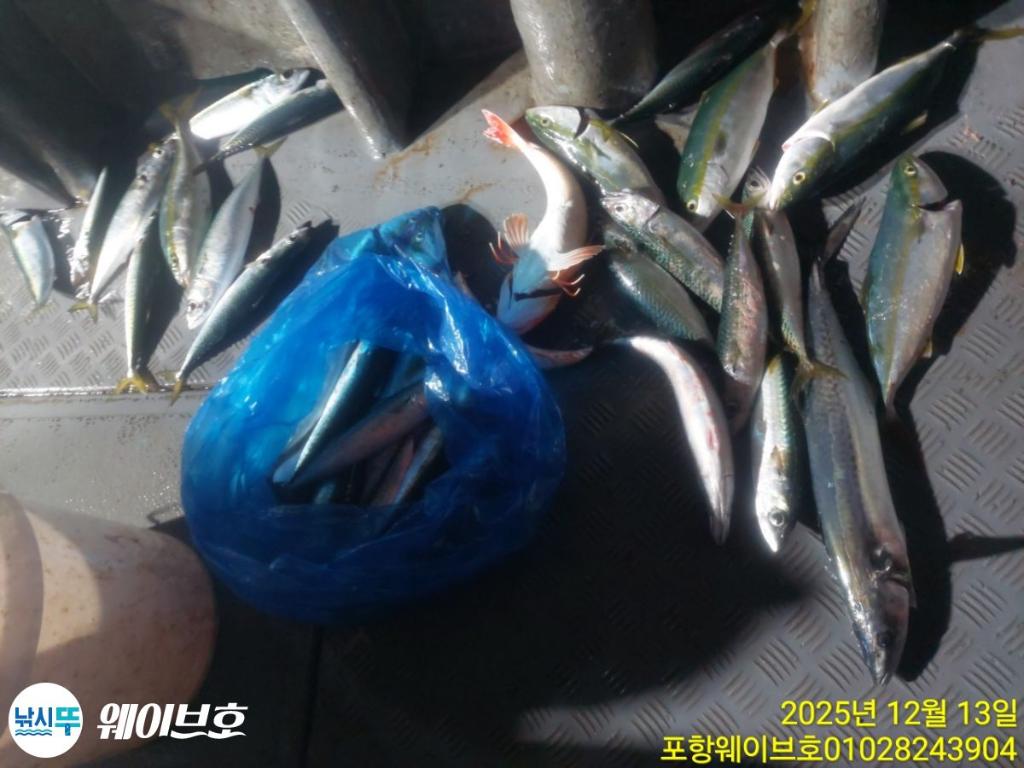 낚시뚜,방어,삼치,구룡포항,뉴웨이브호,낚시뚜14