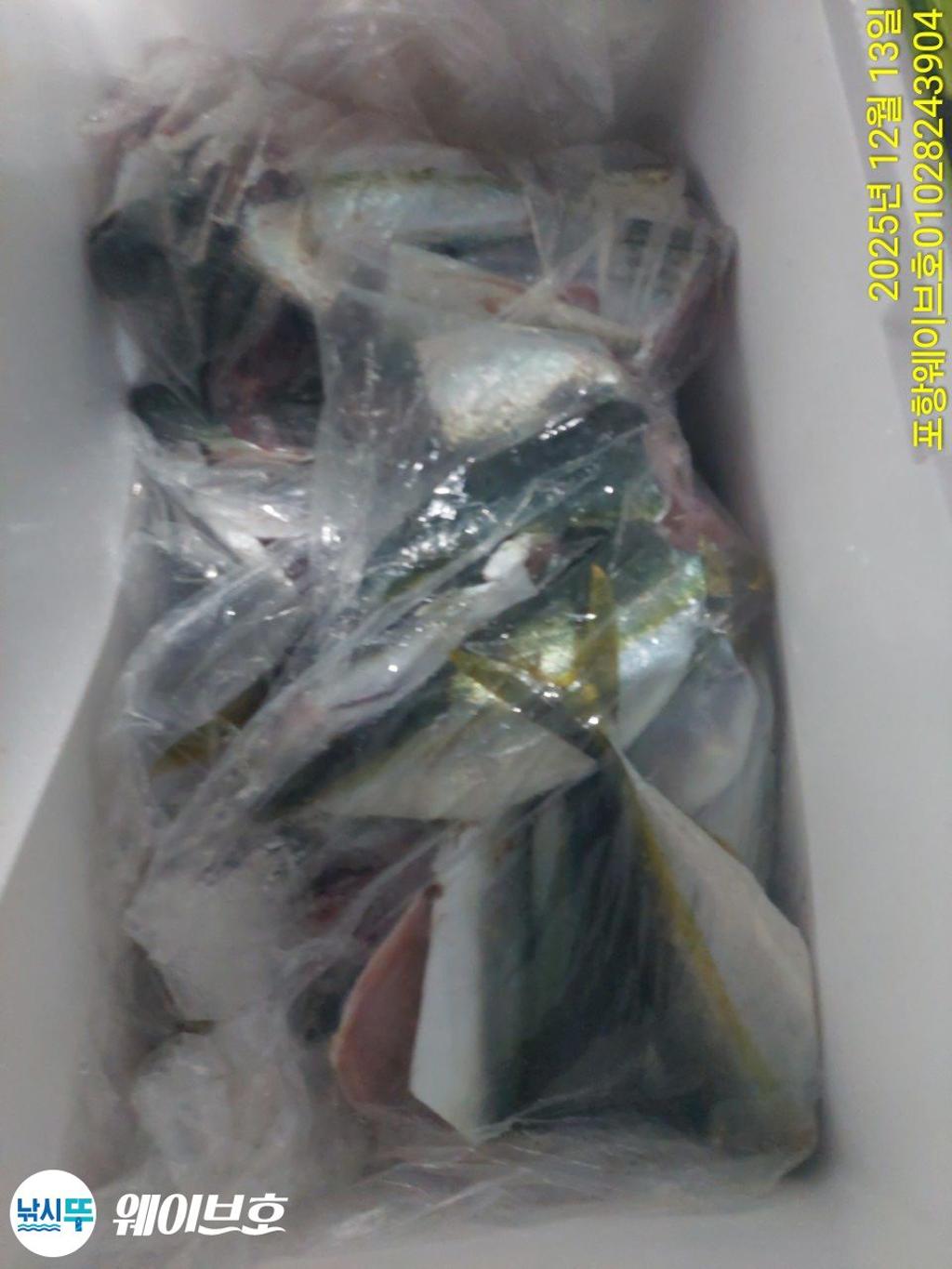 낚시뚜,방어,삼치,구룡포항,뉴웨이브호,낚시뚜13